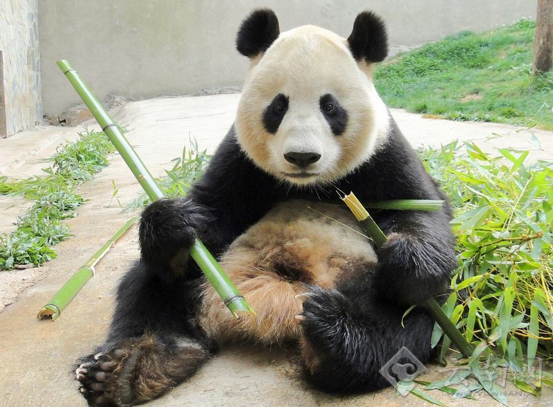 汶川地震寄养云南的3只大熊猫即将回川(高清图