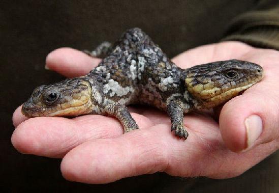 盘点恐怖诡异的变异动物