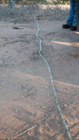 可爱动物排排站