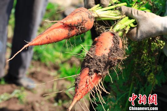 河北围场胡萝卜因"丑陋"滞销 农户泪洒田间地头