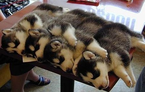 可爱动物排排站