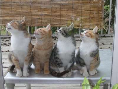 可爱动物排排站