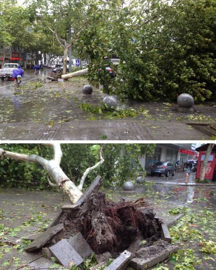 苏州带城桥路路边树木被大风刮断.(图片由中江网网友提供)