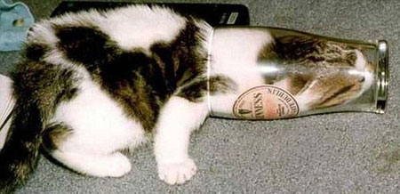 动物离奇悲催时刻