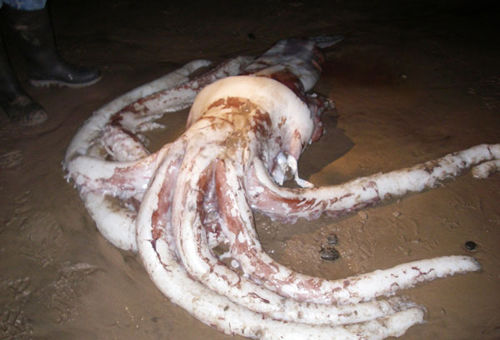 老汉蹲守26年拍到尼斯湖水怪 盘点世界各地的