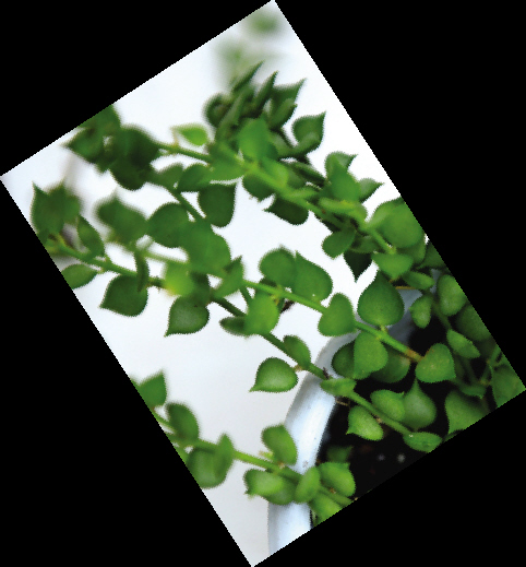 七夕节,让这些植物帮您说爱