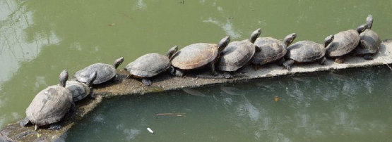 可爱动物排排站