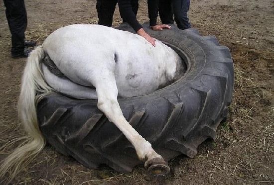 动物离奇悲催时刻