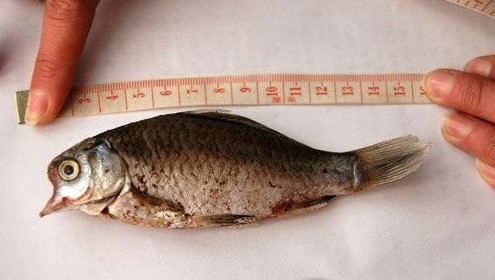 盘点恐怖诡异的变异动物