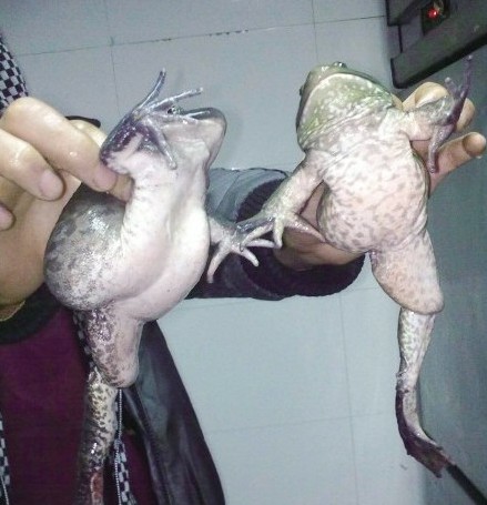 盘点恐怖诡异的变异动物