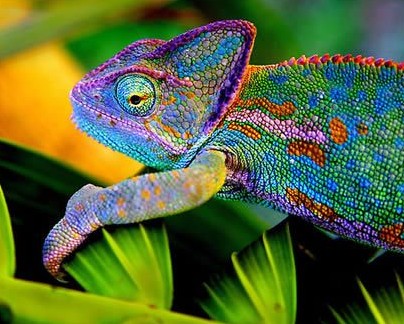 阴阳脸双面猫走红 颜色超怪异的动物(组图)