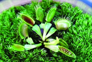 像吞僵尸的大嘴花吗_资讯频道_凤凰网