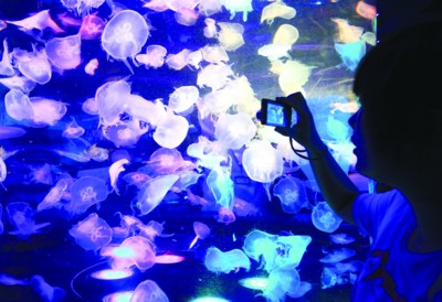 合肥海洋馆几千水母“神秘死亡”(图)_资讯频道_凤凰网