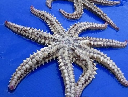 盘点恐怖诡异的变异动物