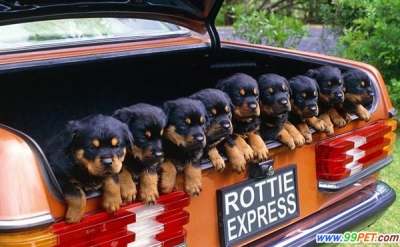 可爱动物排排站