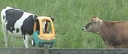 动物离奇悲催时刻