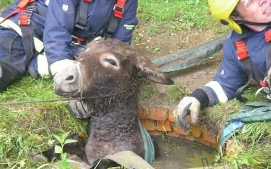 动物离奇悲催时刻