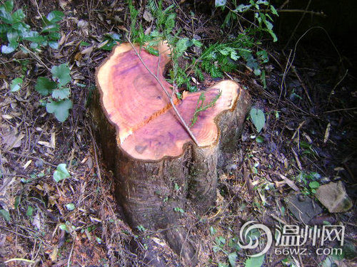 平阳两棵百年红豆杉遭偷砍