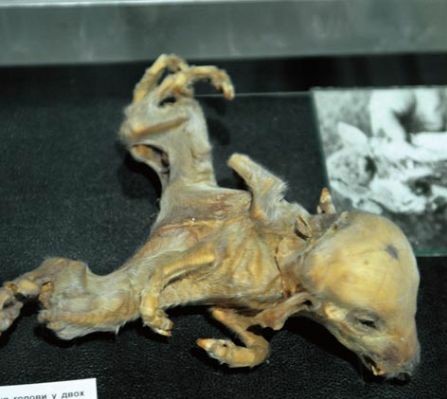 盘点恐怖诡异的变异动物