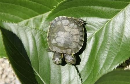 盘点恐怖诡异的变异动物