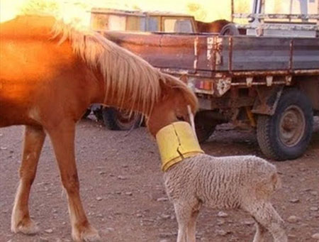 动物离奇悲催时刻