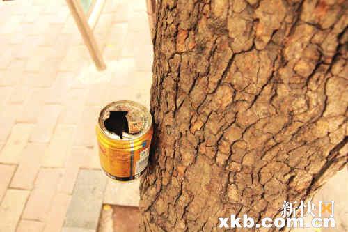 ■黄花梨树被钉上烟灰缸，遭到破坏。