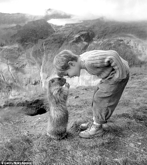 滚动新闻 > 正文   野生土拨鼠是最怕见人的动物之一,然而奥地利因斯图片