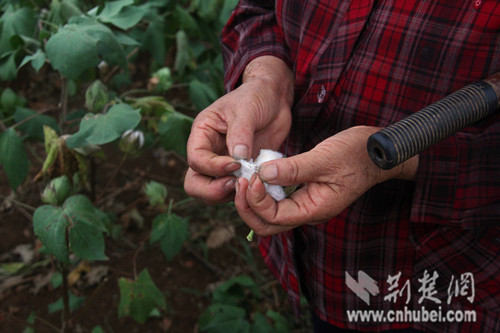 不少尚未裂铃的棉桃，棉籽里已经干枯