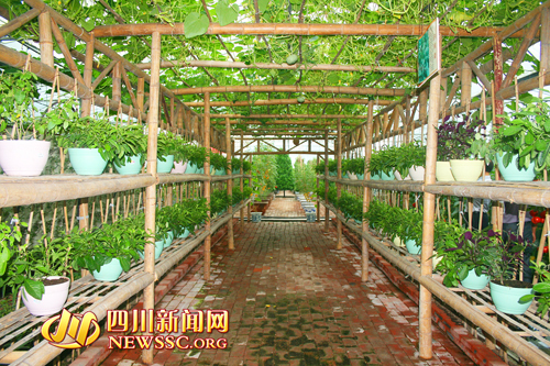 探索丘区现代农业发展之路 广安区走出 产村一