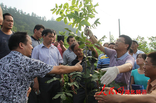 郧西农闲季节涌现核桃技术培训热