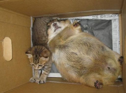 动物离奇悲催时刻