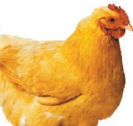 丝光鸡瘦腿减肥美女看食用鸡最爱不再鸡不择厦门图鉴针灸图片
