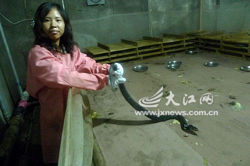 与6000条毒蛇共舞 新建县<em>女蛇王</em>演绎传奇养蛇