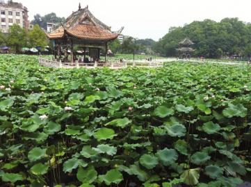 富顺豆花名号更响