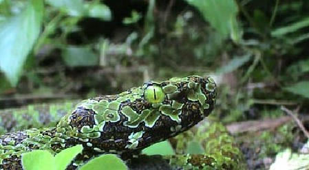 莽山烙铁头蛇第一次进入人类视野是在1984年