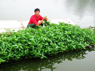 铜梁:水面无土栽培蔬菜净水又增收(图)