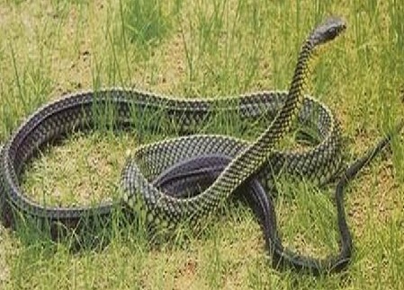 南滨路毒蛇出没 重庆这些蛇常见 有毒无毒要会