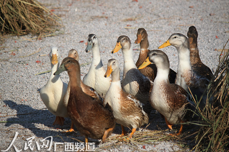 桃花江畔的鲁家新村南侧旱地传来鸭子惊恐的叫声,有人在偷鸭吗?