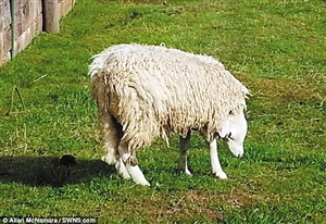 英国小羊羊头倒挂