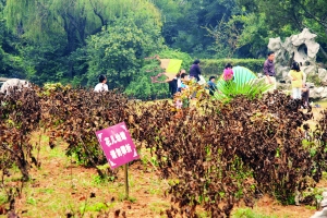 牡丹枯萎烂根了?公园:来年照样开花