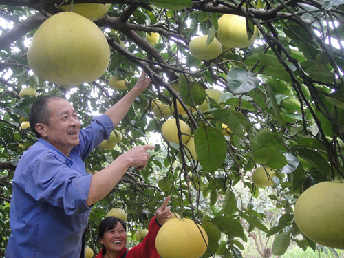 梁平:打造万亩名柚园