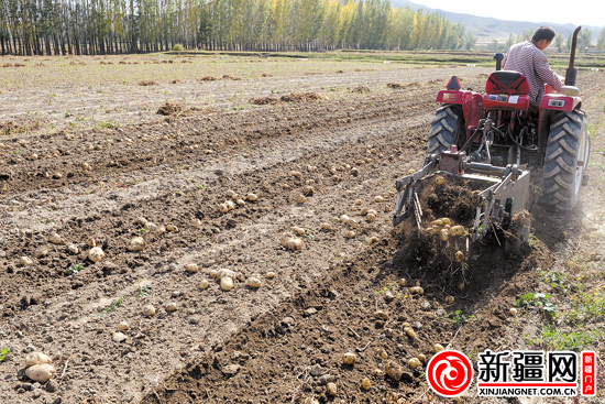 能深挖 易操作 破损少 乌鲁木齐县研制出土豆挖掘机