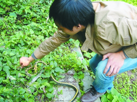 突然闯进一名不速之客:一条长约1米的小蛇