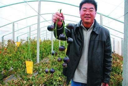 游客体验生态蔬菜成活广告 <em>农民</em>卖菜变轻松(图