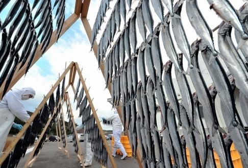 日本东北震灾地区再现秋刀鱼晾晒风景