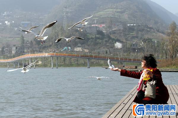六盘水湿地公园人鸥欢歌(图)
