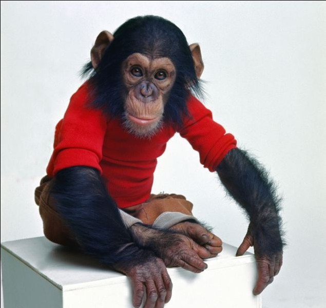 美欲让黑猩猩掌握人类语言 实验失败猩猩晚景
