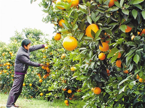 今年重庆柑橘产量突破200万吨 农残抽检100%