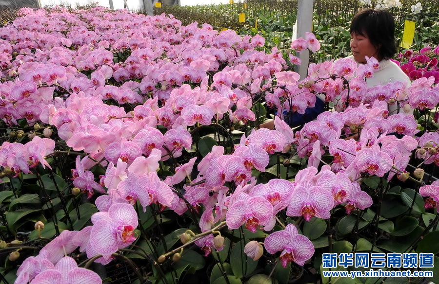 云南嵩明:花卉产业助经济增长