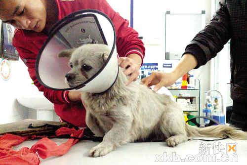流泪的狗狗被父子视频删图片